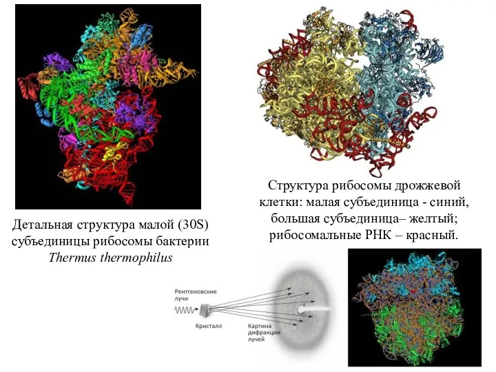 Детальная структура малой (30S) субъединицы рибосомы бактерии Thermus thermophilus Структура рибосомы