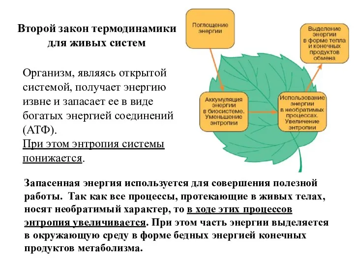 Организм, являясь открытой системой, получает энергию извне и запасает ее в