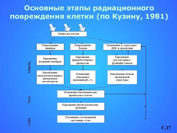 Основные этапы радиационного повреждения клетки (по Кузину, 1981) C.17