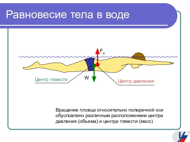 Равновесие тела в воде Вращение пловца относительно поперечной оси обусловлено различным