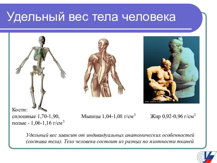 Удельный вес тела человека Мышцы 1,04-1,08 г/см3 Жир 0,92-0,96 г/см3 Кости: