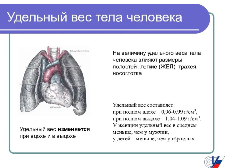 Удельный вес тела человека На величину удельного веса тела человека влияют