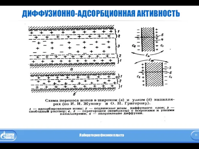 ДИФФУЗИОННО-АДСОРБЦИОННАЯ АКТИВНОСТЬ