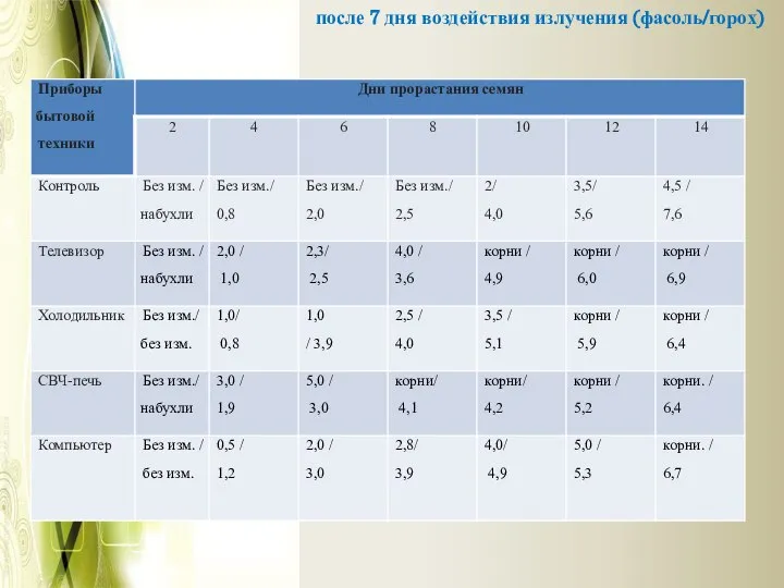 после 7 дня воздействия излучения (фасоль/горох)