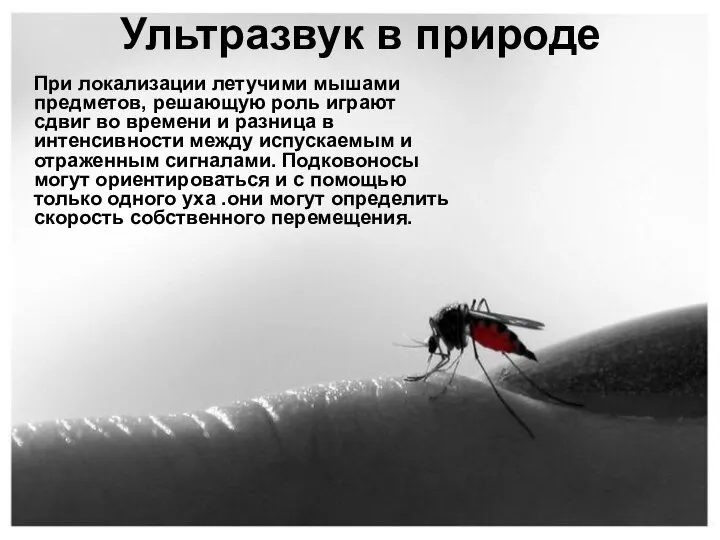 Ультразвук в природе При локализации летучими мышами предметов, решающую роль играют