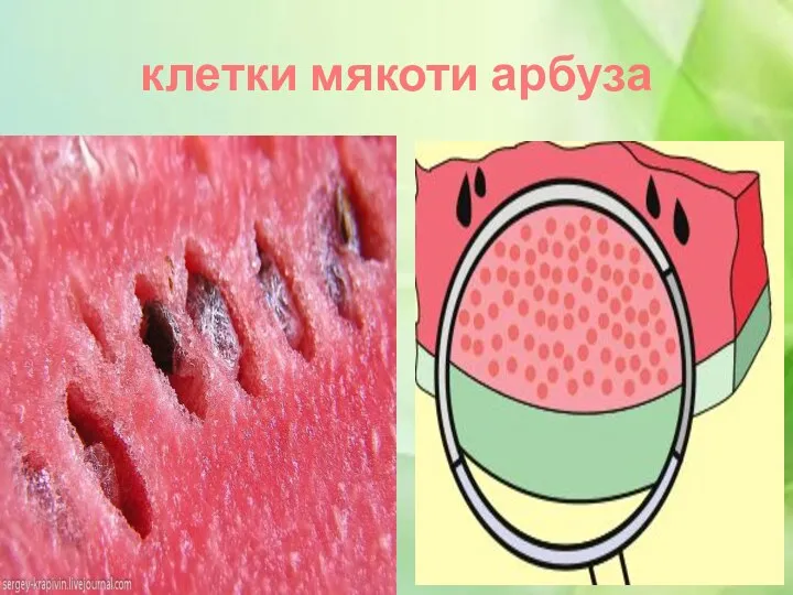 клетки мякоти арбуза