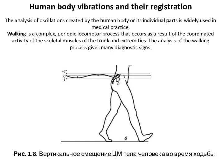 Рис. 1.8. Вертикальное смещение ЦМ тела человека во время ходьбы Human