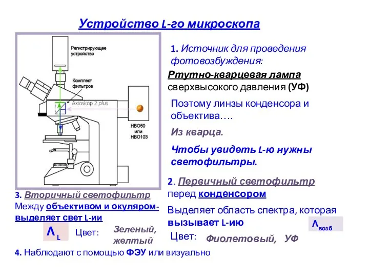 Устройство L-го микроскопа 1. Источник для проведения фотовозбуждения: Ртутно-кварцевая лампа сверхвысокого