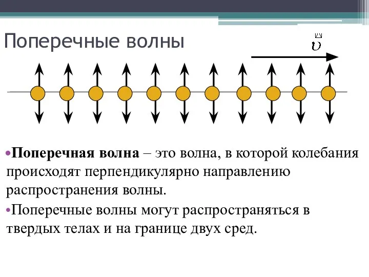 Поперечные волны Поперечная волна – это волна, в которой колебания происходят