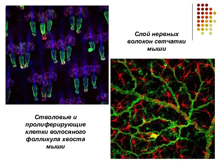 Стволовые и пролиферирующие клетки волосяного фолликула хвоста мыши Слой нервных волокон сетчатки мыши