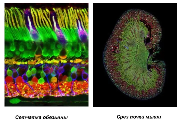 Срез почки мыши Сетчатка обезьяны