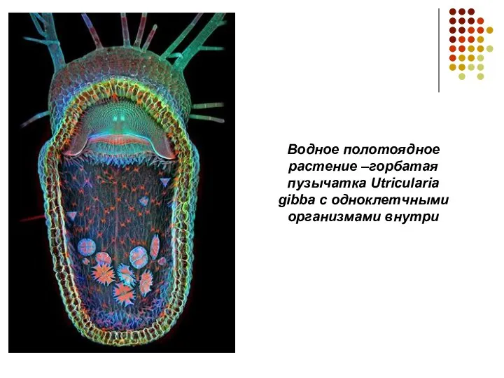 Водное полотоядное растение –горбатая пузычатка Utricularia gibba с одноклетчными организмами внутри