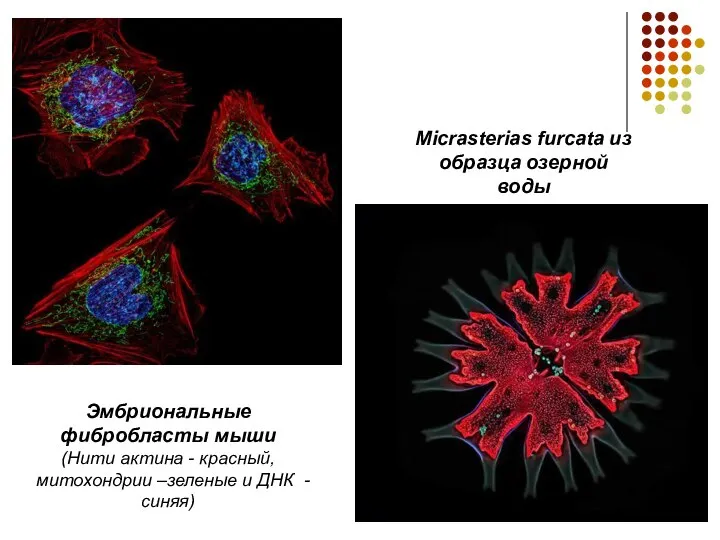 Micrasterias furcata из образца озерной воды Эмбриональные фибробласты мыши (Нити актина