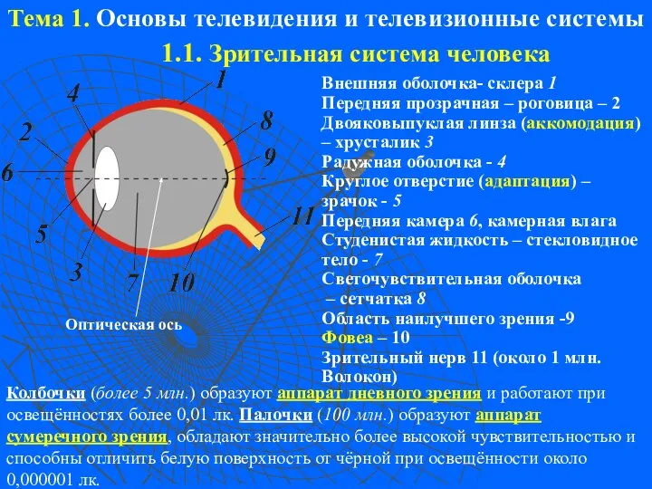 Тема 1. Основы телевидения и телевизионные системы 1.1. Зрительная система человека