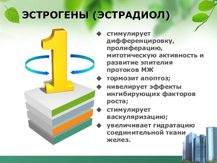 ЭСТРОГЕНЫ (ЭСТРАДИОЛ) стимулирует дифференцировку, пролиферацию, митотическую активность и развитие эпителия протоков