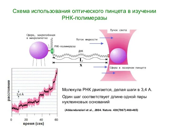 Схема использования оптического пинцета в изучении РНК-полимеразы Молекула РНК двигается, делая