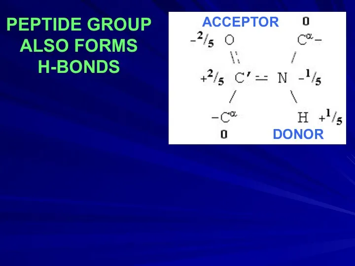 PEPTIDE GROUP ALSO FORMS H-BONDS DONOR ACCEPTOR