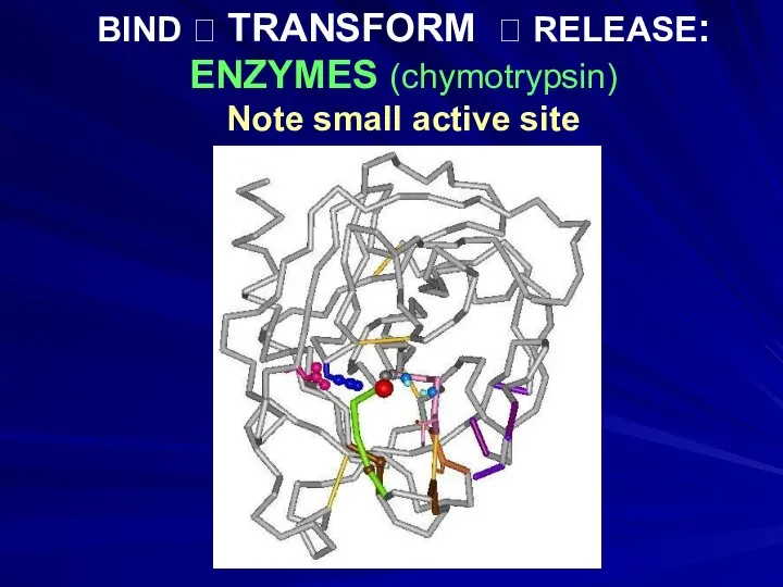 BIND ? TRANSFORM ? RELEASE: ENZYMES (chymotrypsin) Note small active site