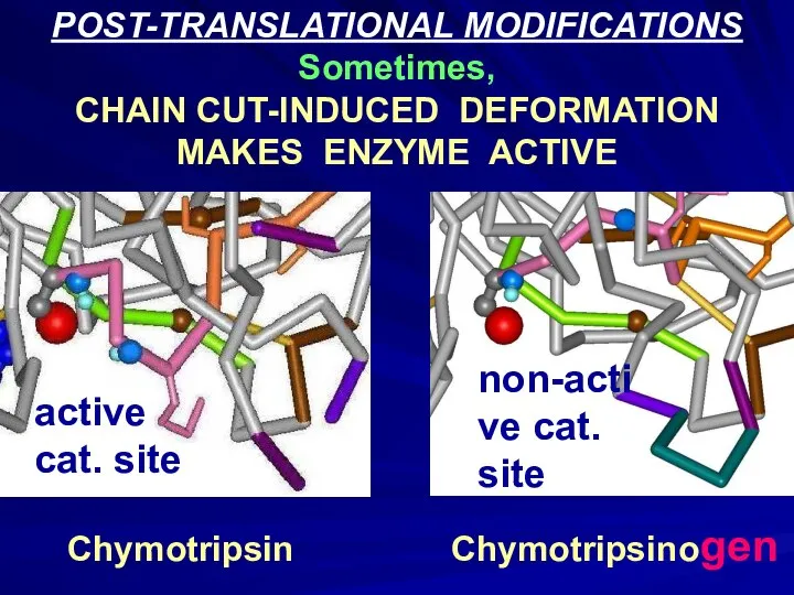 POST-TRANSLATIONAL MODIFICATIONS Sometimes, CHAIN CUT-INDUCED DEFORMATION MAKES ENZYME ACTIVE Chymotripsin Chymotripsinogen