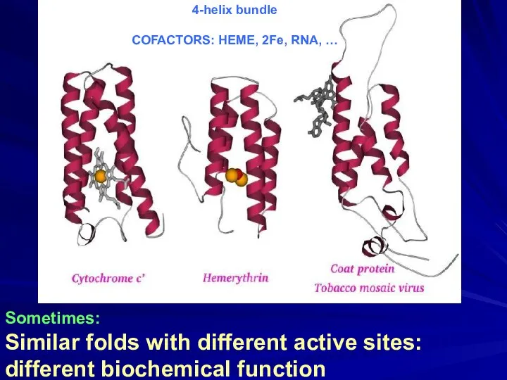 Sometimes: Similar folds with different active sites: different biochemical function 4-helix