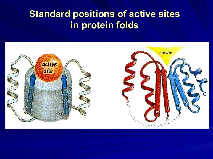 Standard positions of active sites in protein folds