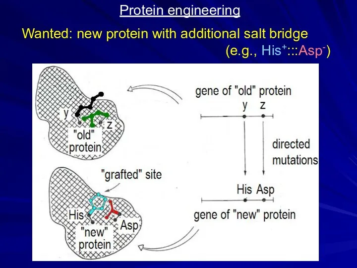 Protein engineering Wanted: new protein with additional salt bridge (e.g., His+:::Asp-)