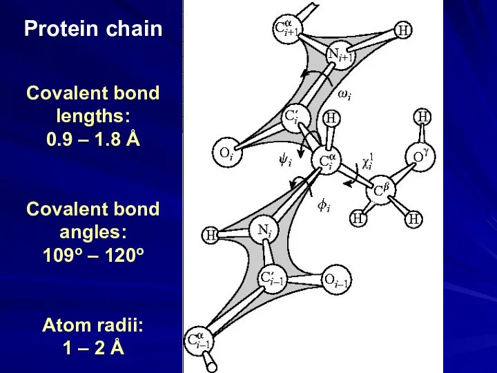 Protein chain Covalent bond lengths: 0.9 – 1.8 Å Covalent bond