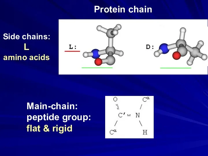 Main-chain: peptide group: flat & rigid Side chains: L amino acids ___ ______ ______ Protein chain