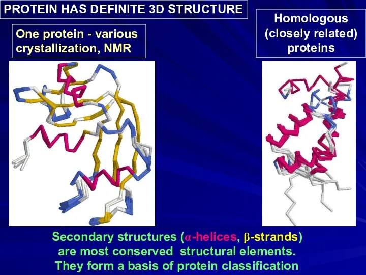 Secondary structures (α-helices, β-strands) are most conserved structural elements. They form