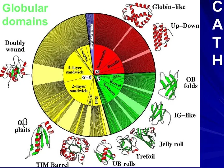 Globular domains C A T H