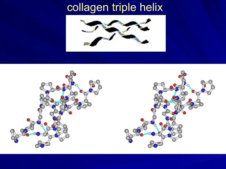 collagen triple helix