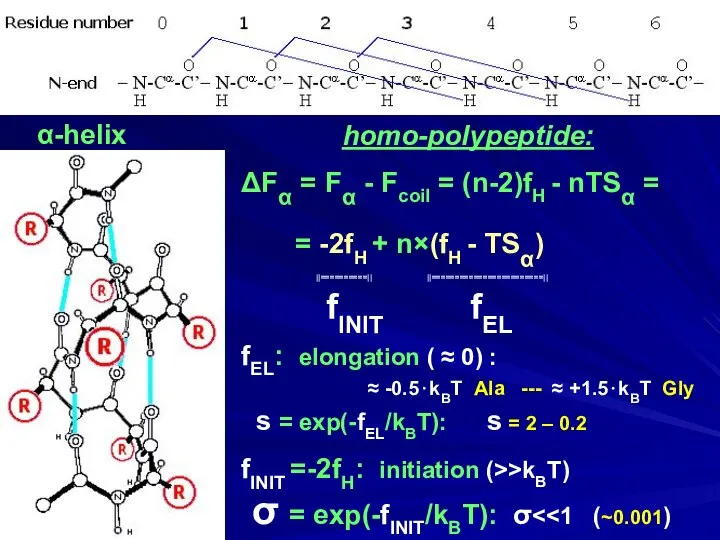 α-helix homo-polypeptide: ΔFα = Fα - Fcoil = (n-2)fH - nTSα