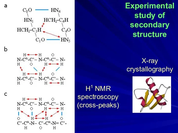 H1 NMR spectroscopy (cross-peaks) Experimental study of secondary structure X-ray crystallography