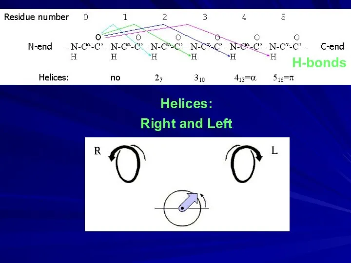 Helices: Right and Left H-bonds