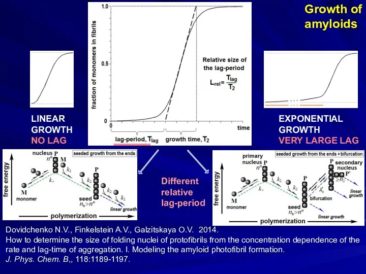 Growth of amyloids Dovidchenko N.V., Finkelstein A.V., Galzitskaya O.V. 2014. How