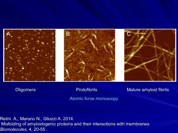 Oligomers Protofibrils Mature amyloid fibrils Relini A., Marano N., Gliozzi A.