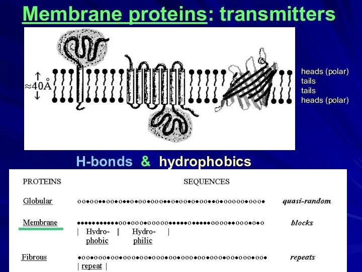 H-bonds & hydrophobics Membrane proteins: transmitters ____ heads (polar) tails tails heads (polar)