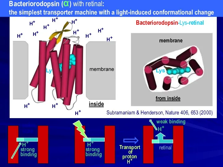 H+ strong binding H+ inside H+ H+ H+ H+ H+ H+