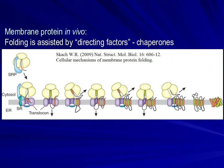 Membrane protein in vivo: Folding is assisted by “directing factors” - chaperones