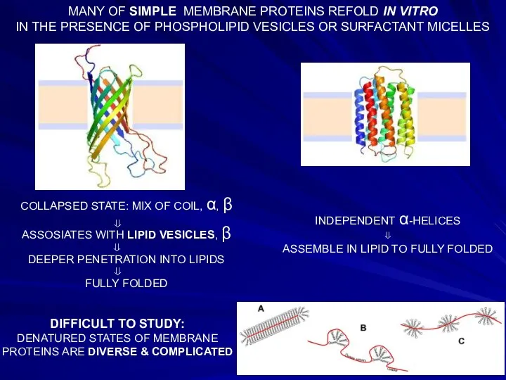 MANY OF SIMPLE MEMBRANE PROTEINS REFOLD IN VITRO IN THE PRESENCE