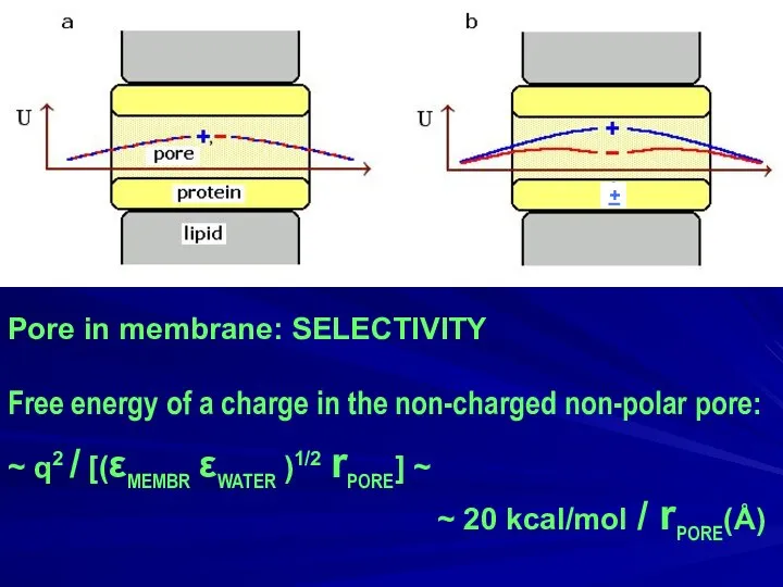 Pore in membrane: SELECTIVITY Free energy of a charge in the