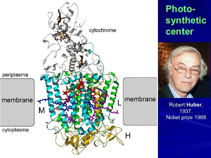 Photo- synthetic center Robert Huber, 1937. Nobel prize 1988