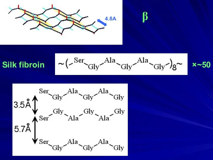 Silk fibroin ×~50 β 4.8A