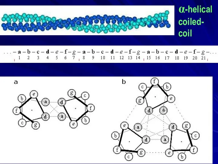 α-helical coiled- coil