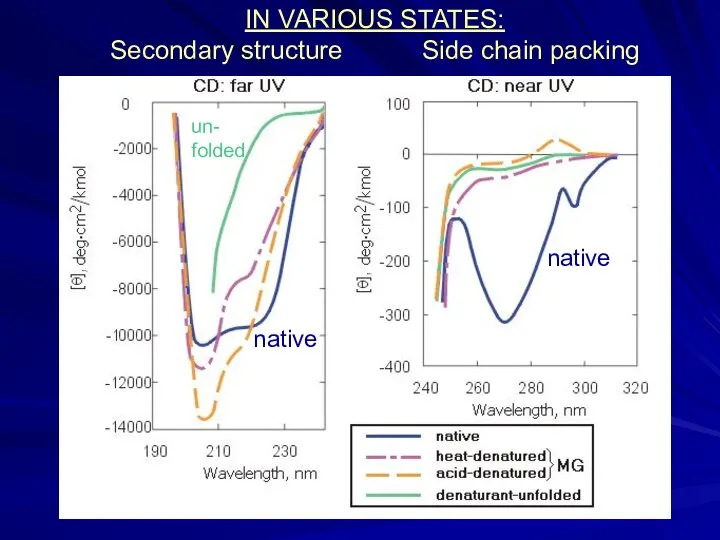 IN VARIOUS STATES: Secondary structure Side chain packing native un- folded native