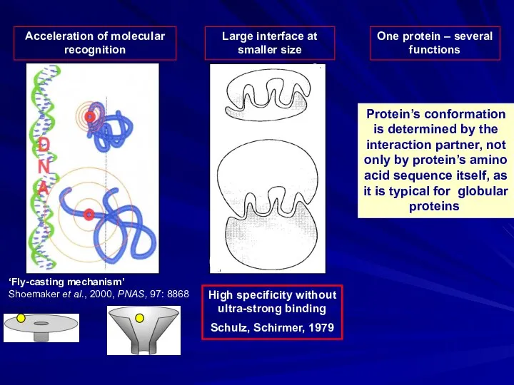 Acceleration of molecular recognition One protein – several functions Protein’s conformation