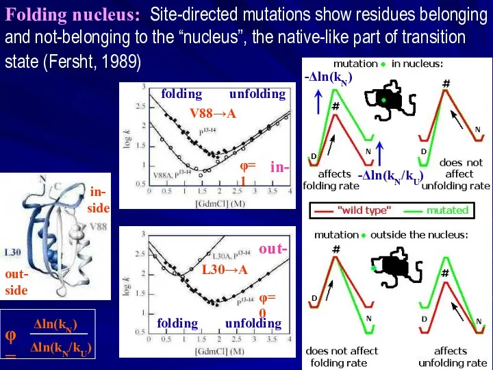 Folding nucleus: Site-directed mutations show residues belonging and not-belonging to the