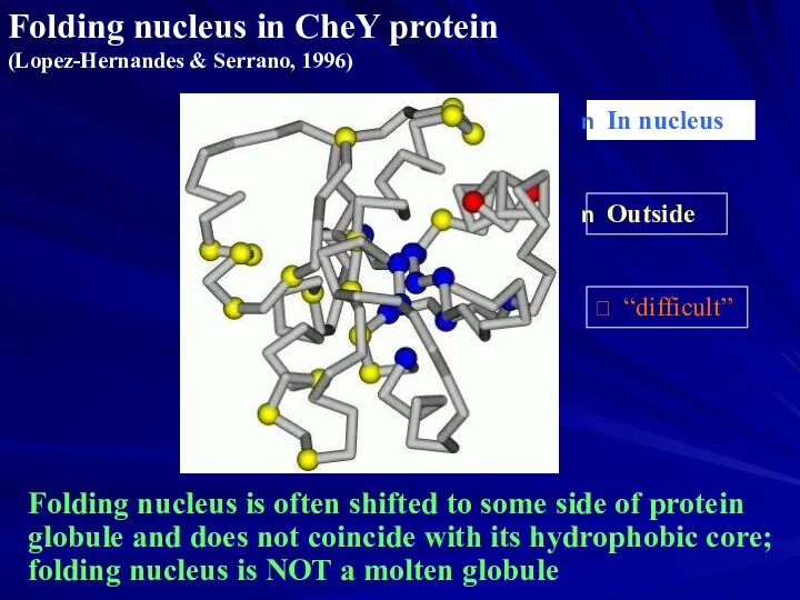 Folding nucleus in CheY protein (Lopez-Hernandes & Serrano, 1996) In nucleus