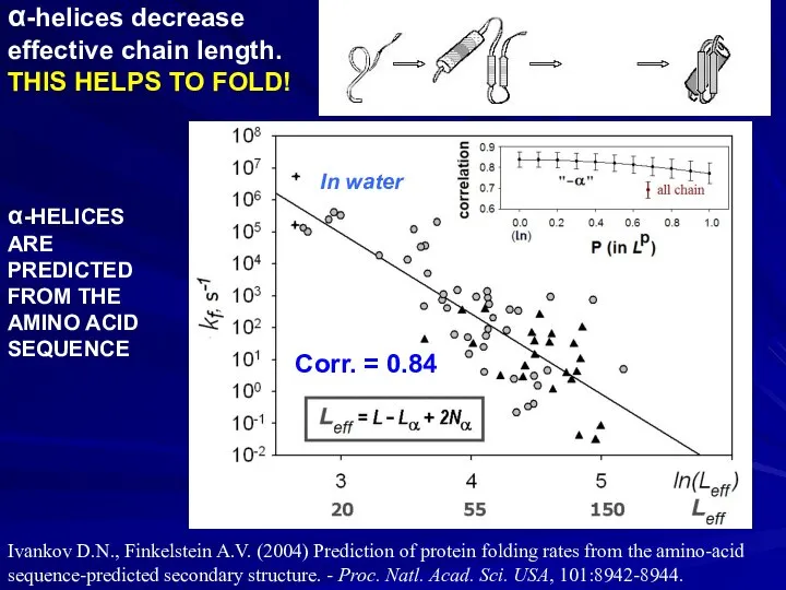 α-helices decrease effective chain length. THIS HELPS TO FOLD! Corr. =