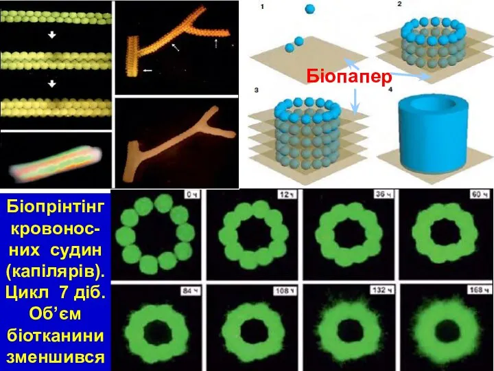 Біопрінтінг кровонос-них судин (капілярів). Цикл 7 діб. Об’єм біотканини зменшився Біопапер